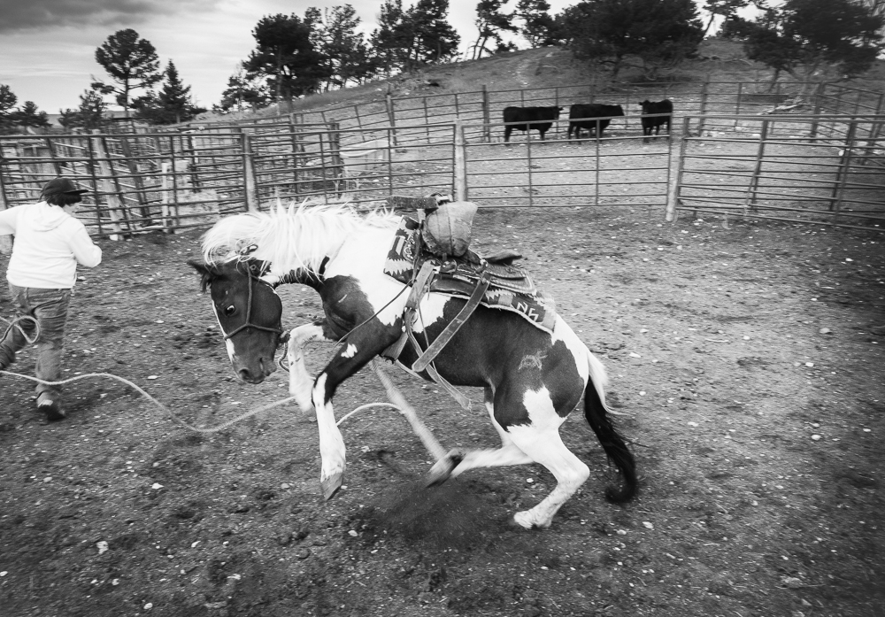 Joseph Chased by a Colt at Tom Crawford’s Youth Program, Blackfeet Reservation, Montana, 2015 by Sue Reynolds